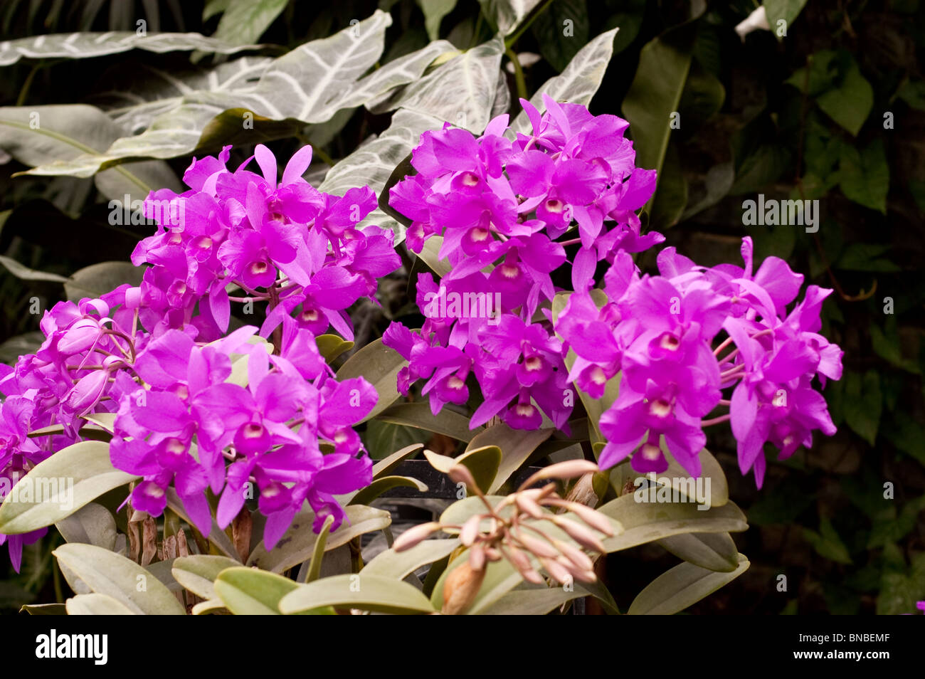 Skinneri Guarianthe Casa Luna, Orchidaceae, rosa, viola, orchidea, fiore Foto Stock