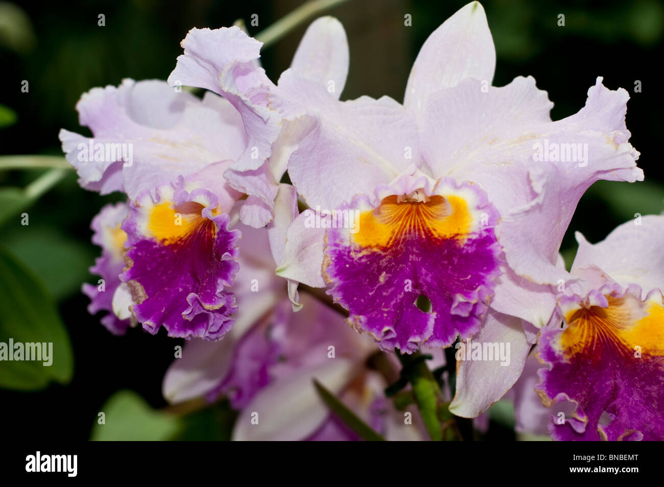 X Laeliocattleya Ptarmigan Ridge Mendenhall, Orchidaceae, bianco, viola, giallo, orchidea, fiore Foto Stock