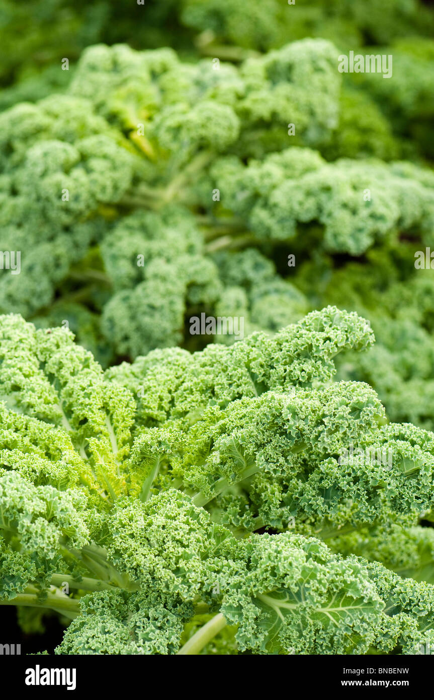 Kale 'Reflex' cresce a Hampton Court Palace Flower Show, Londra Foto Stock