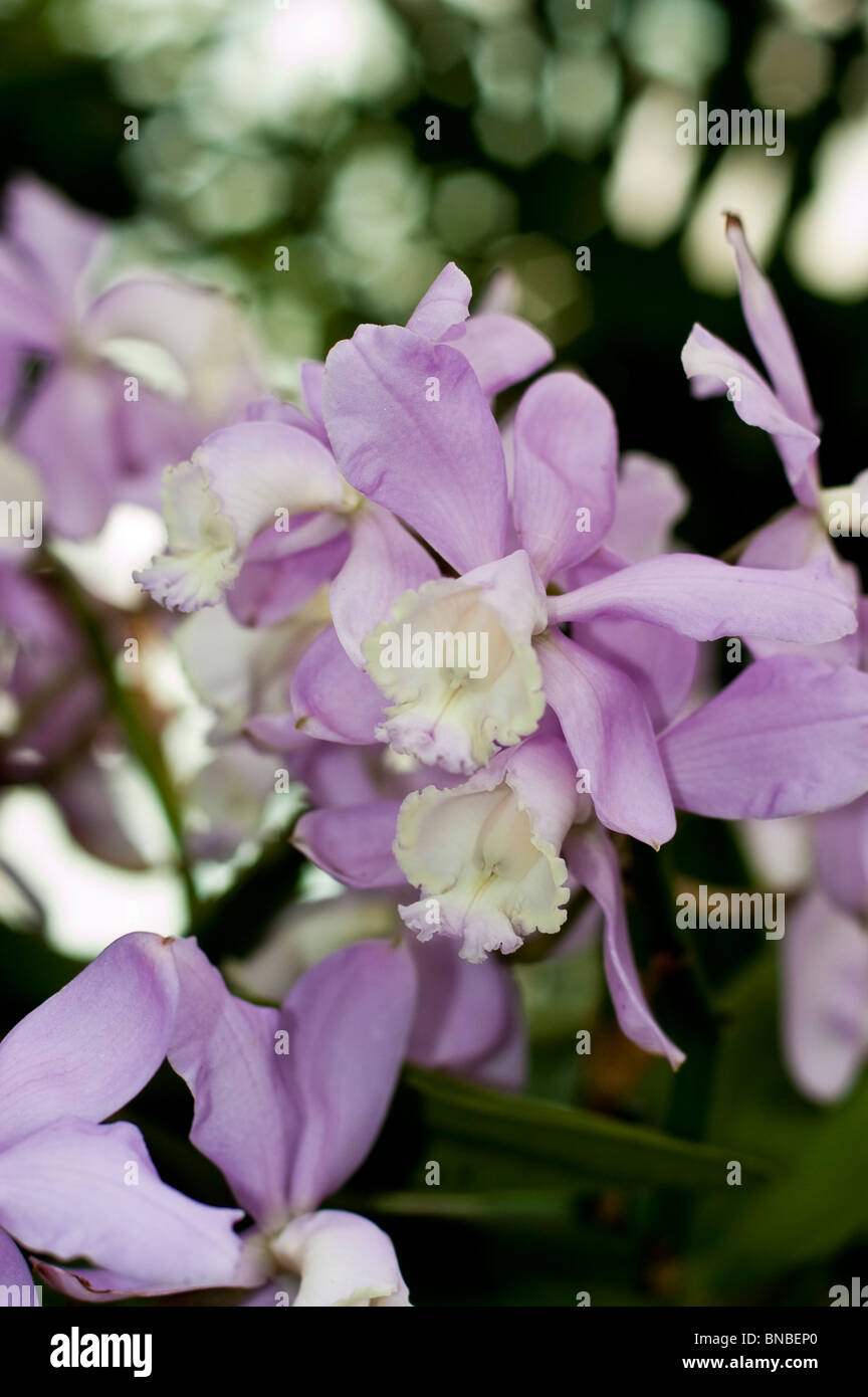Cattleya loddigesii Ellen x extra, Orchidaceae, orchidea, fiori viola, rosa Foto Stock