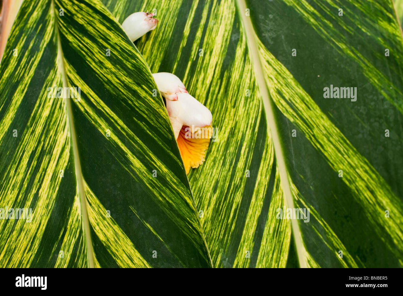 Giallo verde foglia e rosso giallo fiore di Shell zenzero, Alpinia zerumbet variegata, zingiberaceae Foto Stock