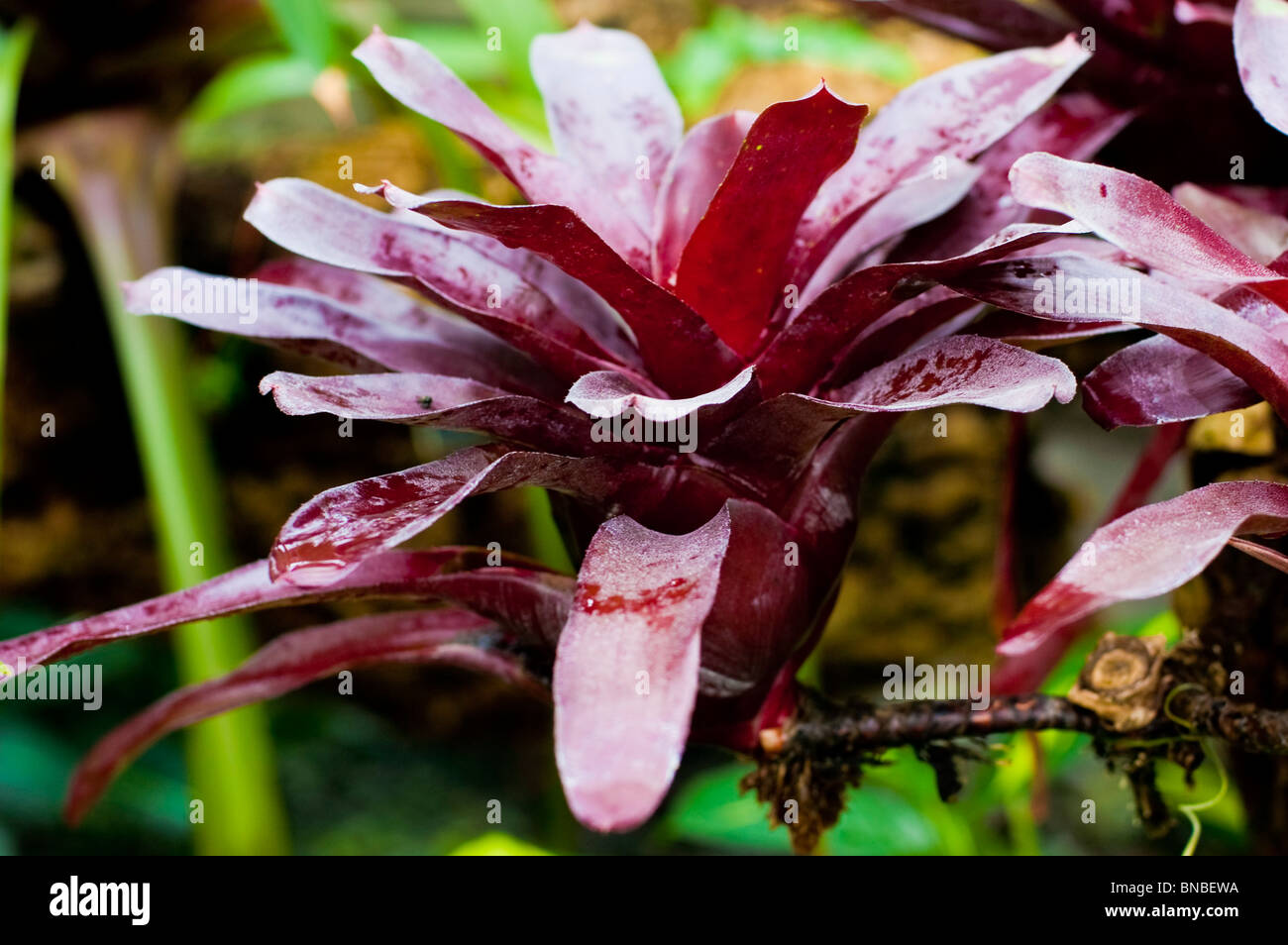 Foglie di colore viola di Neoregelia var Hojo Rojo, Bromeliaceae Foto Stock