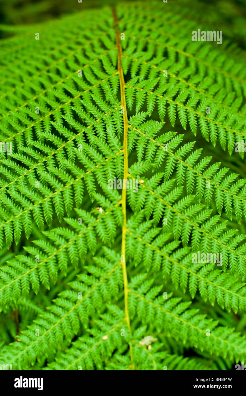 Golden Tree fern, Jade albero Verde Felce, Dicksonia fibrosa, dicksoniaceae, Nuova Zelanda, impianti Foto Stock