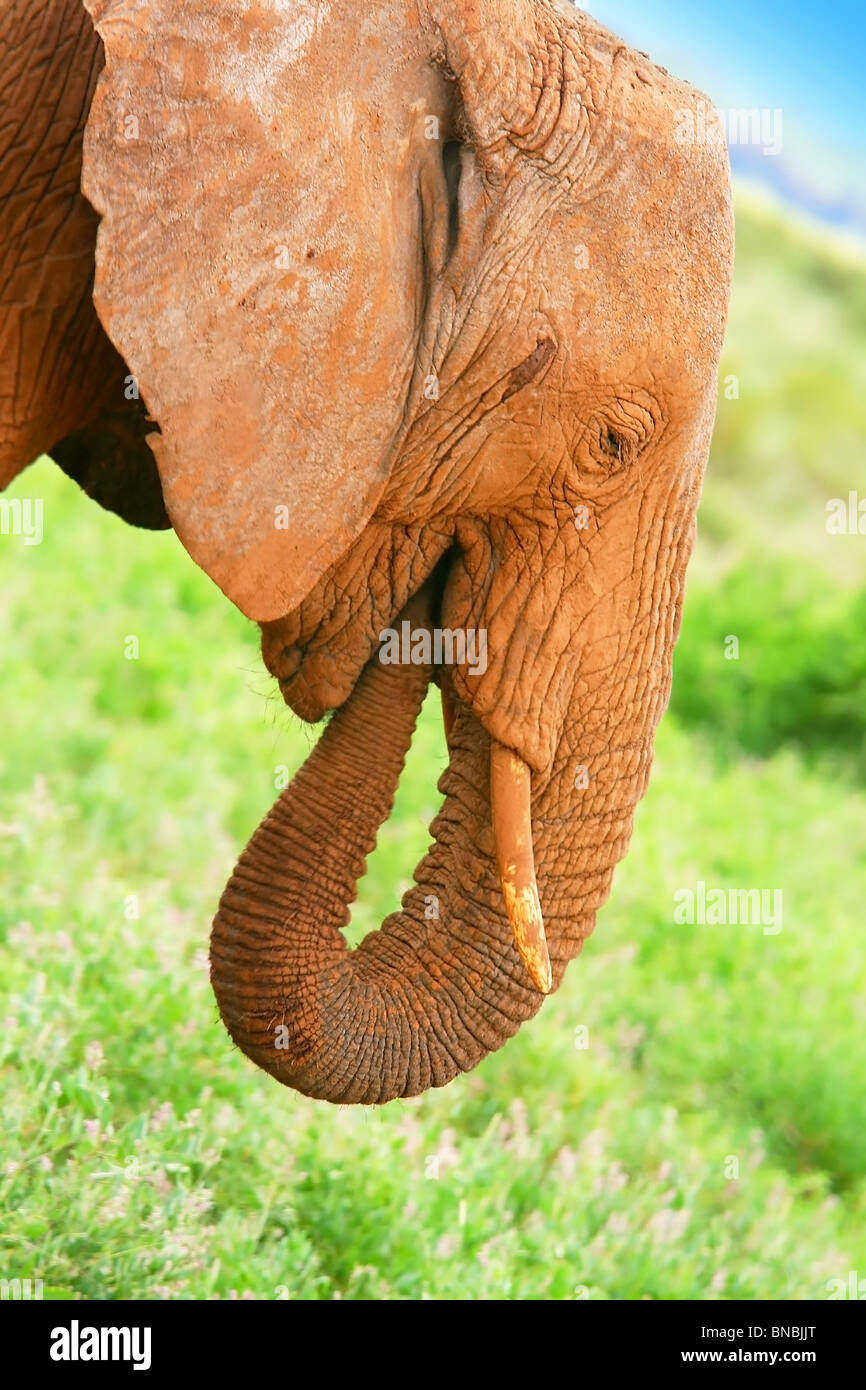 L'elefante nella selvaggia. Kenya. Samburu national park. Foto Stock