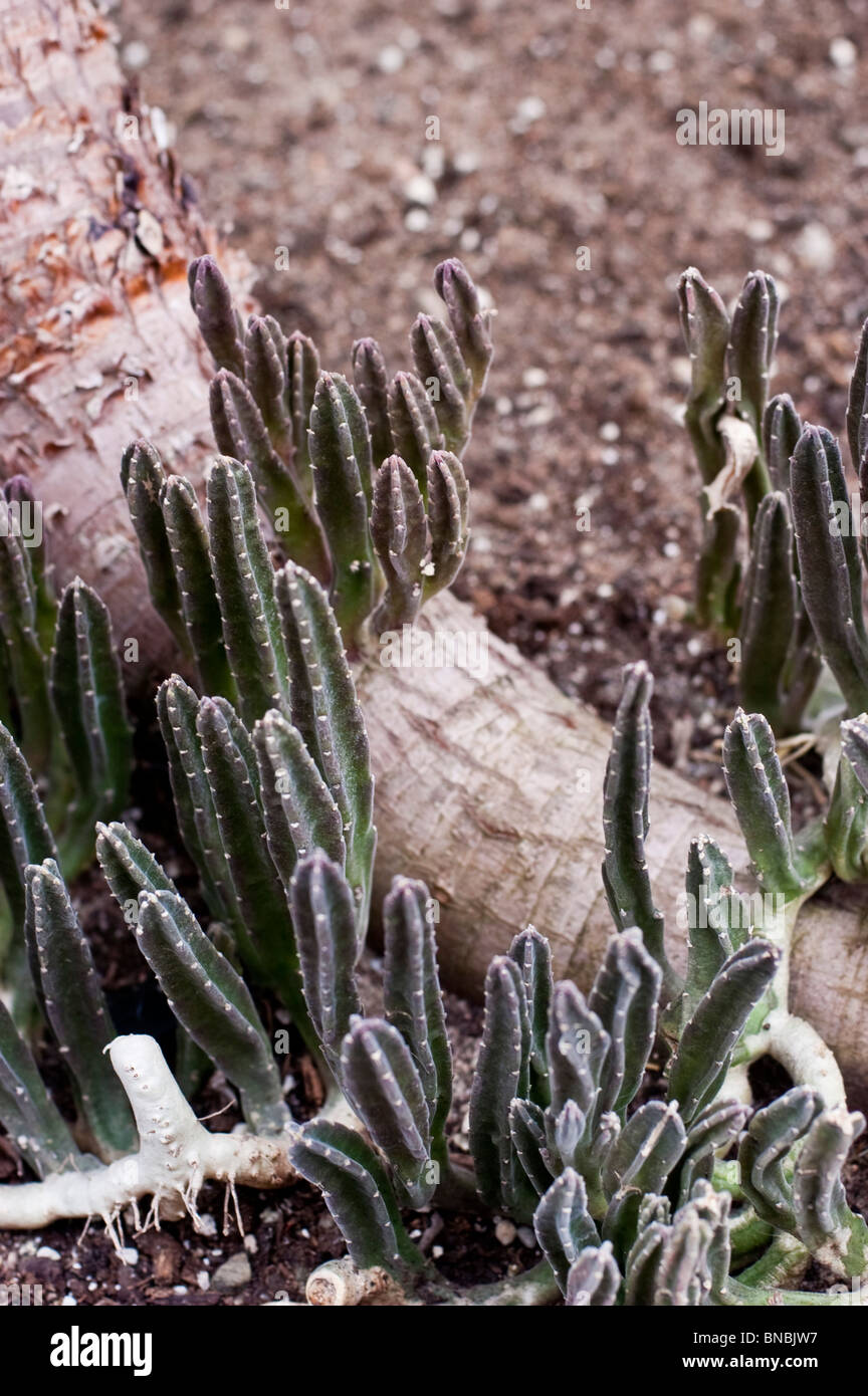 Carrion flower, stapelia leendertziae, asclepiadaceae, Sud Africa Foto Stock
