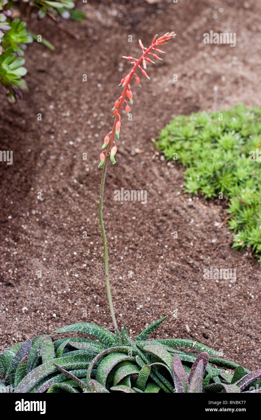 Rosa rosso dei fiori di Aloe greenii, lilaceae, Sud Africa Foto Stock