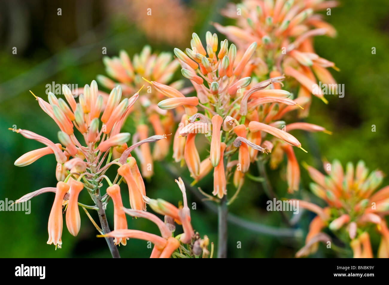 Fiori di colore rosa di Aloe swynnertonii, liliacee, Sud Africa Foto Stock