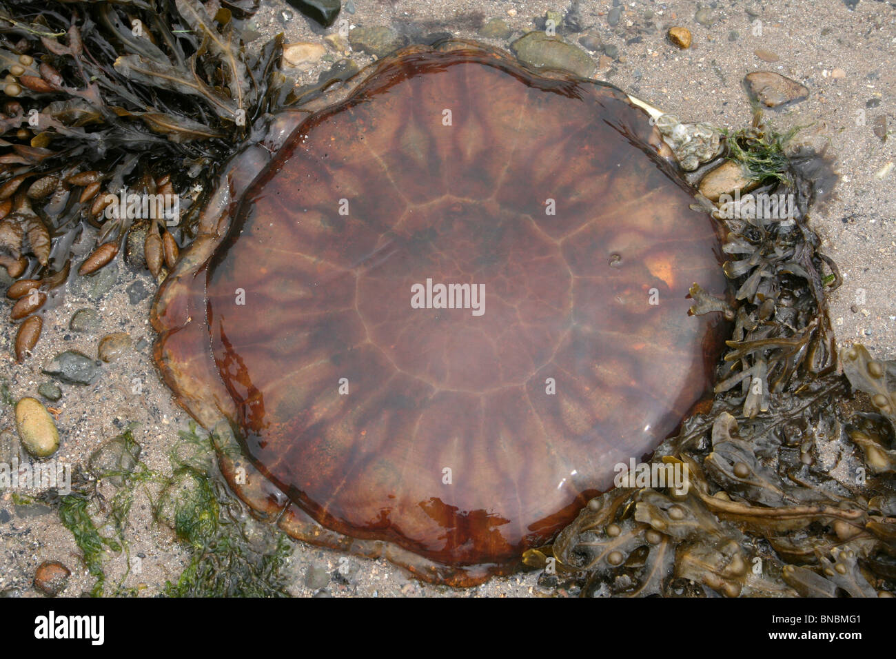 Leone la criniera meduse Cyanea capillata lavato fino a Beaumaris Beach, Anglesey, Regno Unito Foto Stock