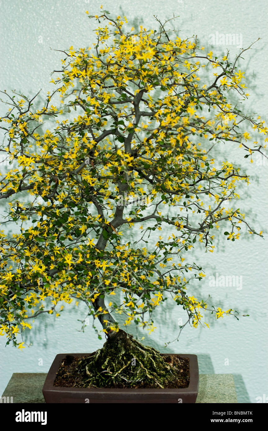 Fiori di colore giallo sul piccolo albero di bonsai a Montreal in Giardino Botanico serra Foto Stock
