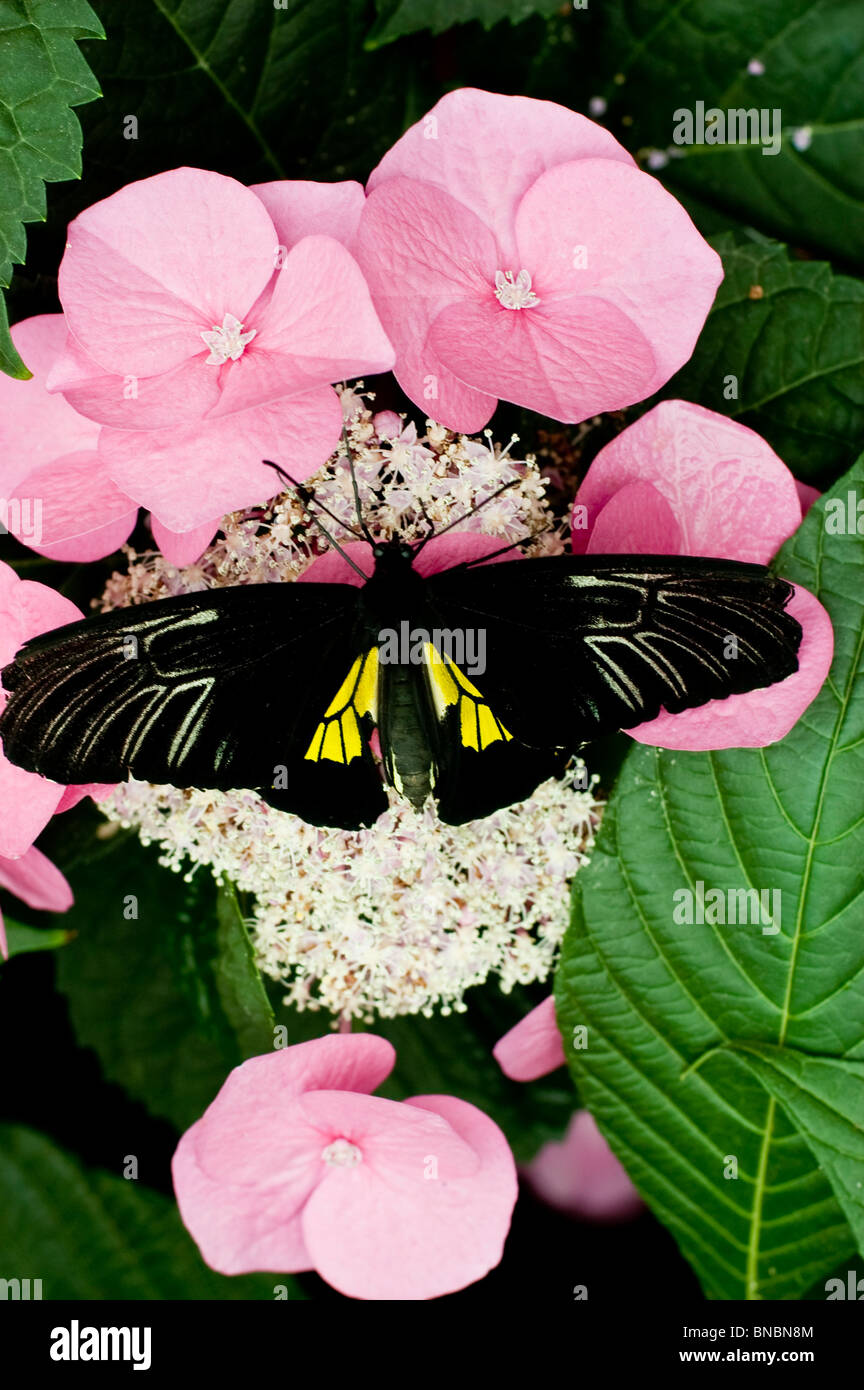 Golden Birdwing butterfly, Troides rhadamantus seduto su Ortensia rosa, fiori, Foto Stock