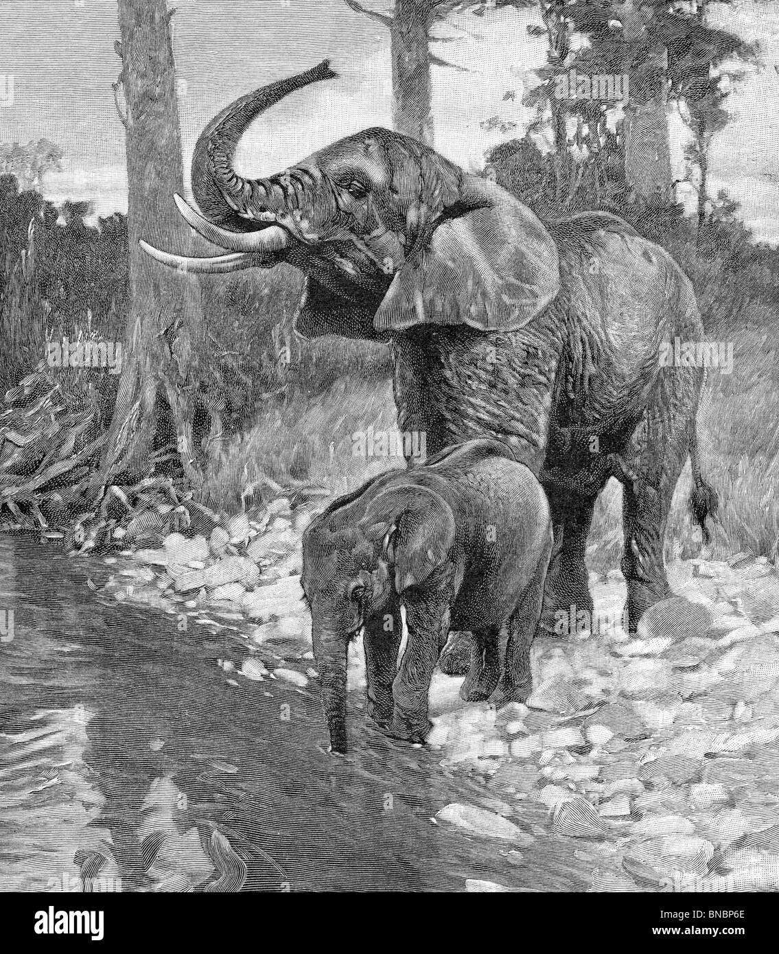 L'elefante a casa Foto Stock