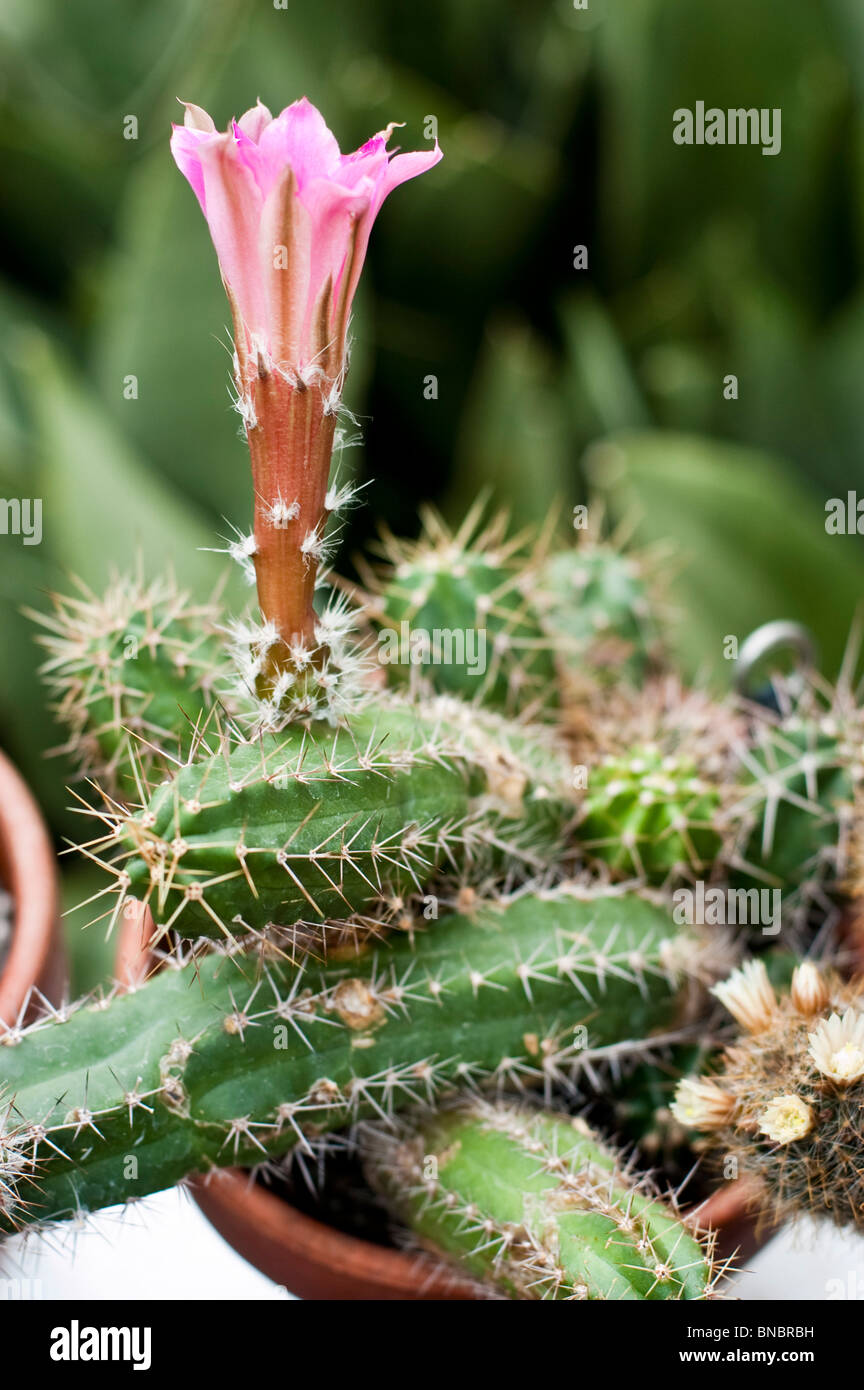 Parodia ottonis, Echinocactus ottonis, Notocactus ruoffii, Notocactus neo-ottoianus, Notocactus tenuispinus, Echinocactus tenuis Foto Stock