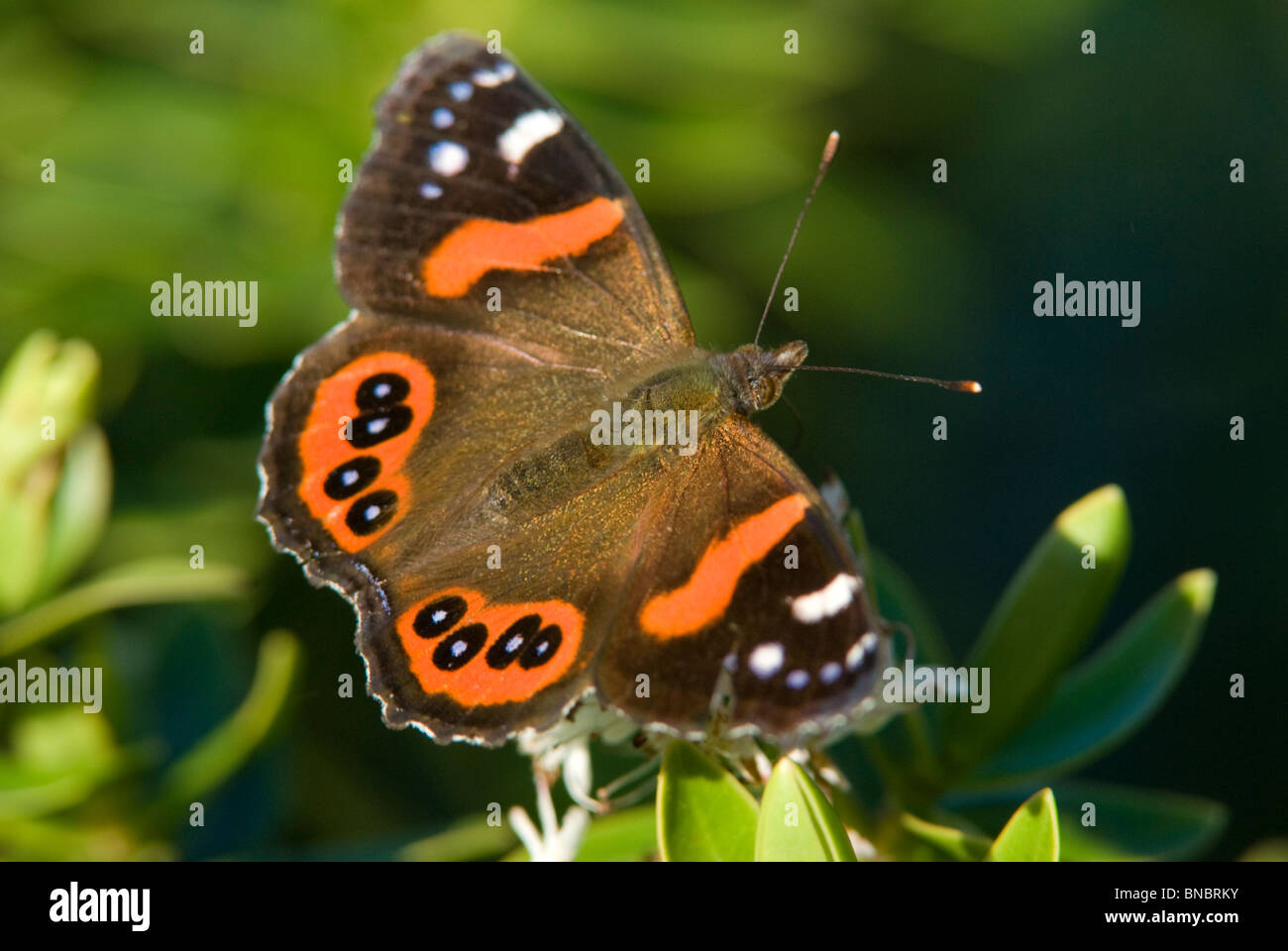 Red admiral butterfly, Vanessa gonerilla, adulti appollaiato sul fogliame verde. Moeraki, Nuova Zelanda Foto Stock