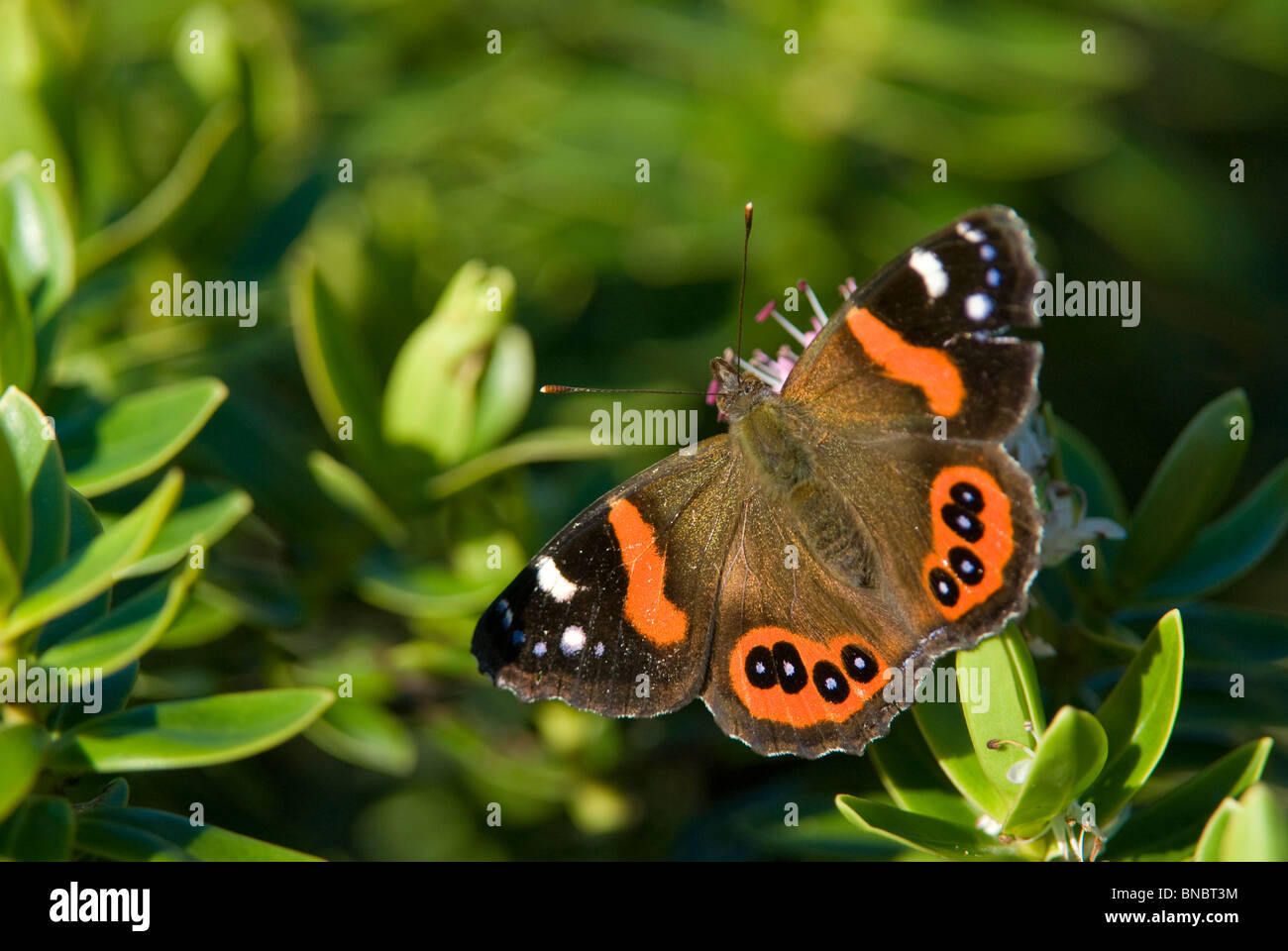 Red admiral butterfly, Vanessa gonerilla, adulti appollaiato sul fogliame verde. Moeraki, Nuova Zelanda Foto Stock