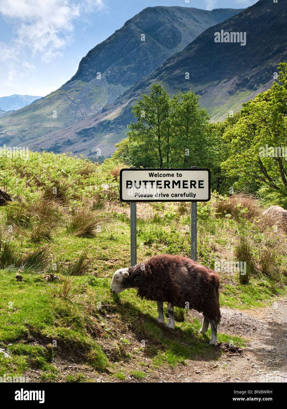 Buttermere, Lake District, Regno Unito con cartello stradale e pecore Foto Stock