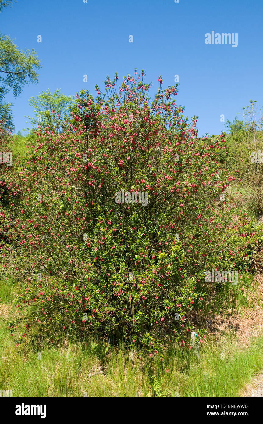 Lanterna cileno Bush ( Crinodendron hookerianum ) Benmore Botanic Gardens nr Dunoon Argyll & Bute Scozia Scotland Foto Stock