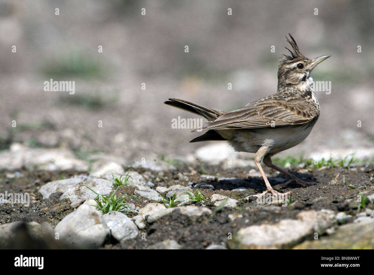 Crested Lark (Galerida cristata) visualizzazione Foto Stock