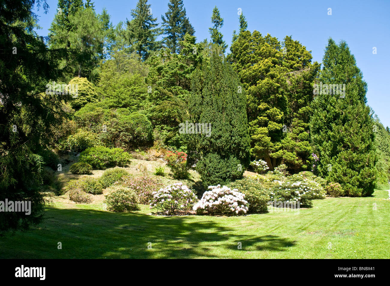 Rododendri Benmore Botanic Gardens nr Dunoon Argyll & BUte Scozia Scotland Foto Stock