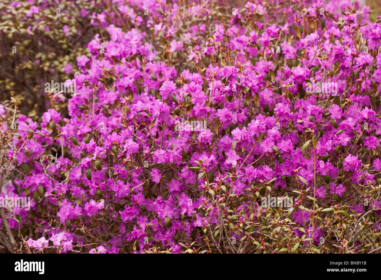 Rosa fiori viola di rododendro coreana, rododendro mucronulatum, Corea, Asia, la primavera Foto Stock