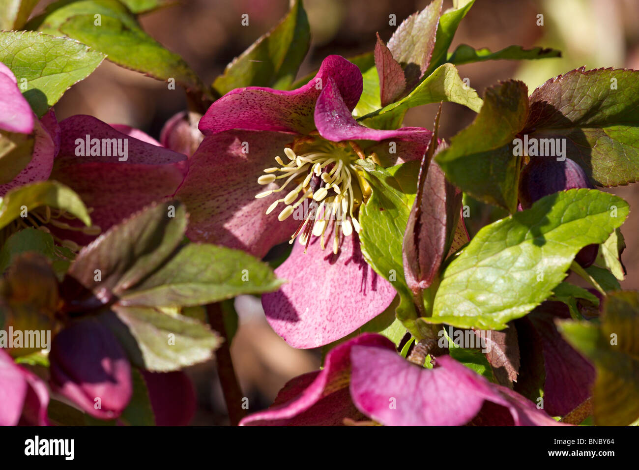 Rosa scuro "l'Elleboro Rosa Highdown' in fiore in primavera nel Sussex, England, Regno Unito Foto Stock