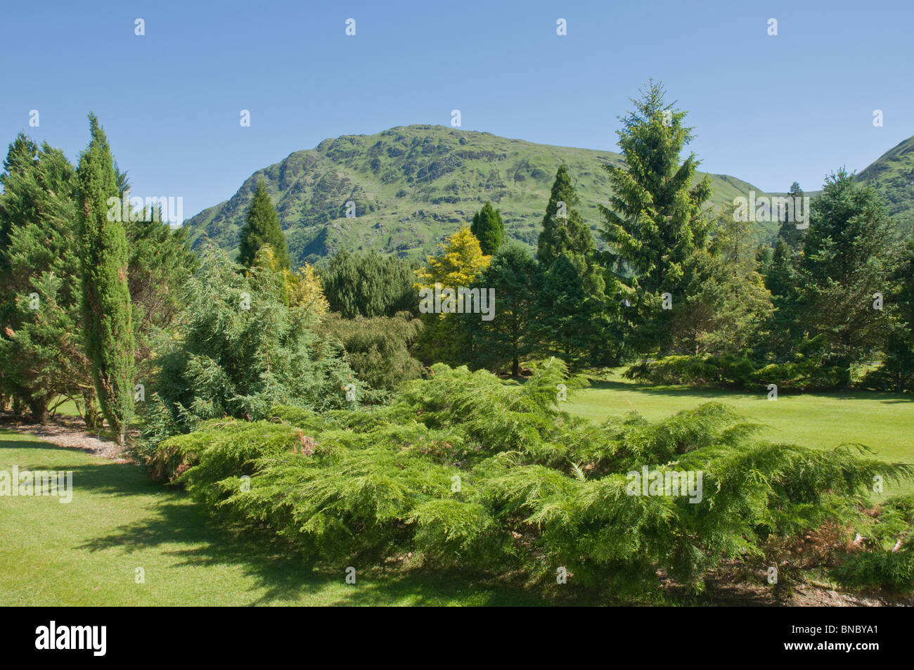 Alberi in Benmore Botanic Gardens nr Dunoon Argyll & Bute Scozia, Foto Stock