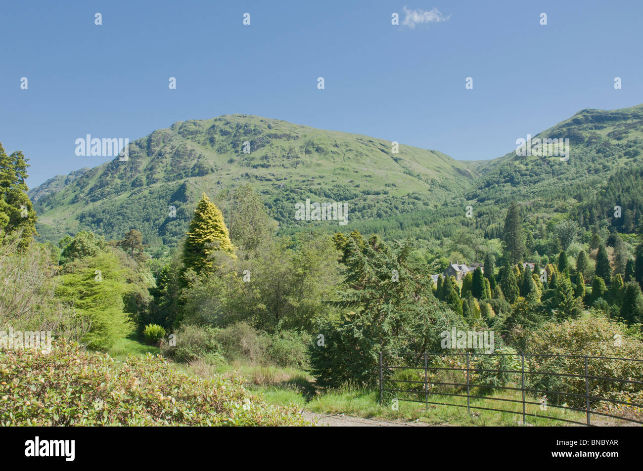 Alberi in Benmore Botanic Gardens nr Dunoon Argyll & Bute Scozia, Foto Stock