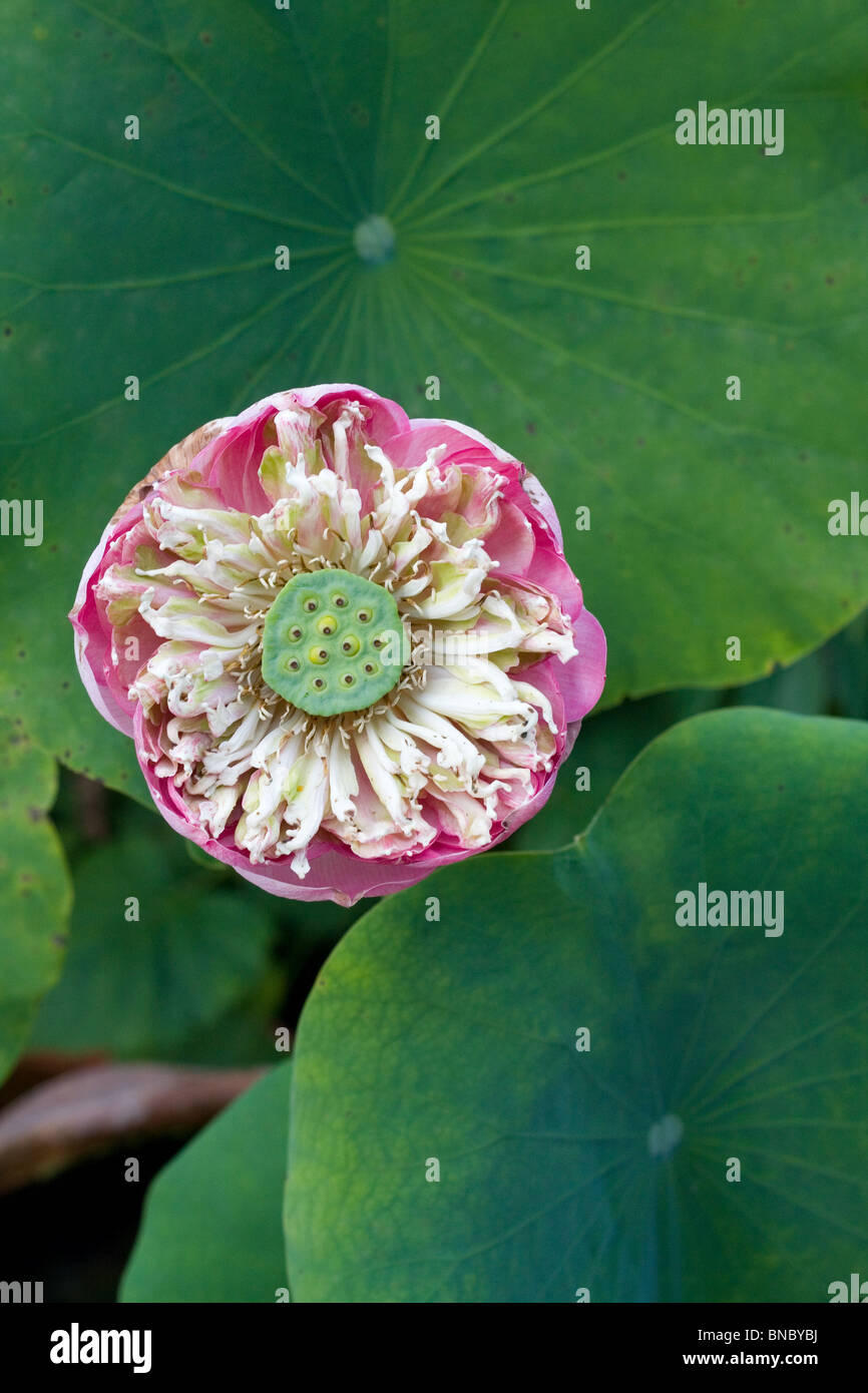 Fiore di loto (Nelumbo nucifera), Tailandia Foto Stock