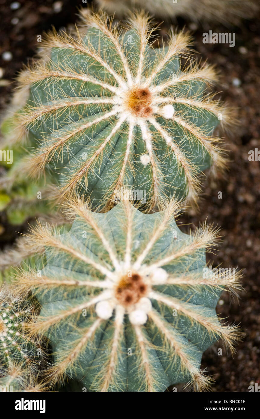 Parodia cactus, Parodia magnifica, cactaceae, Brasile, Uruguay Foto Stock