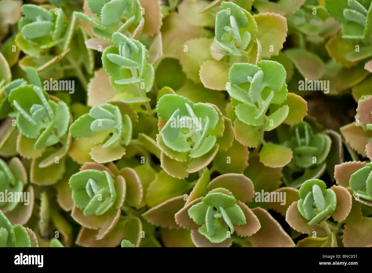 Kalanchoe millotii, piante succulente | Dicotiledoni, Madagascar Foto Stock