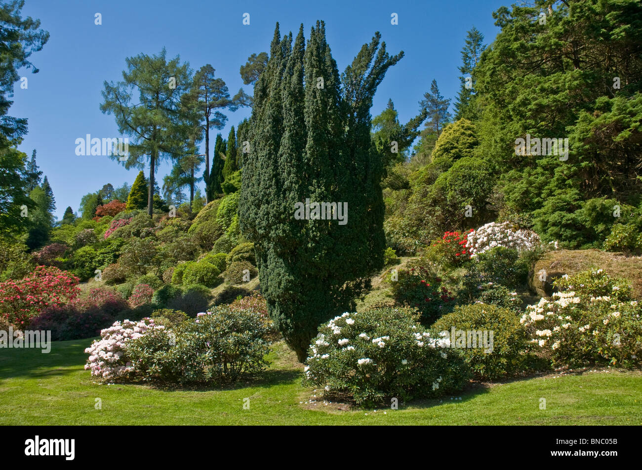Rododendri Benmore Botanic Gardens nr Dunoon Argyll & BUte Scozia Scotland Foto Stock