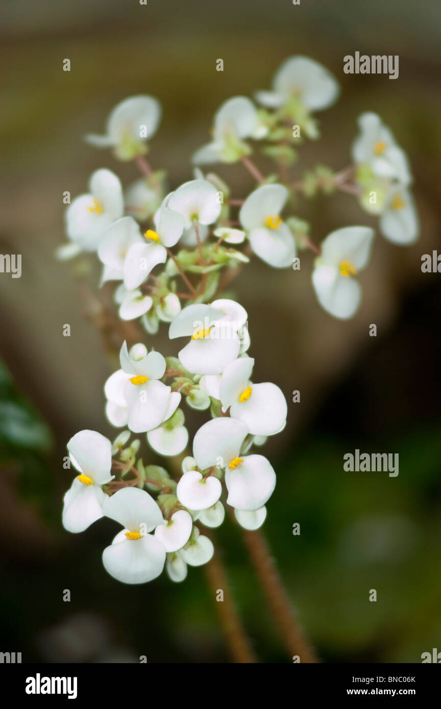 Fiori bianchi di Begonia Northern Lights begoniaceae Foto Stock