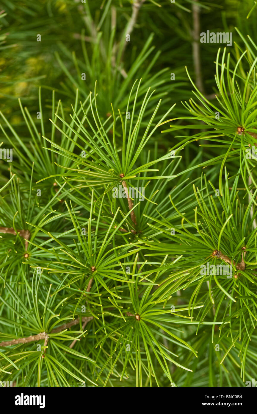 Ombrello giapponese di pino, Sciadopitys verticillata, taxodiaceae, Giappone, Asia Foto Stock