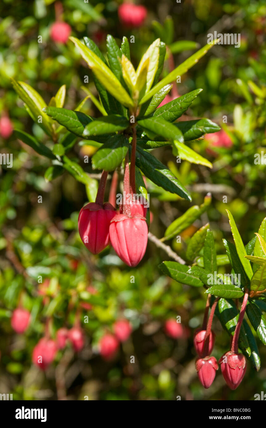 Lanterna cileno Bush ( Crinodendron hookerianum ) Benmore Botanic Gardens nr Dunoon Argyll & Bute Scozia Scotland Foto Stock