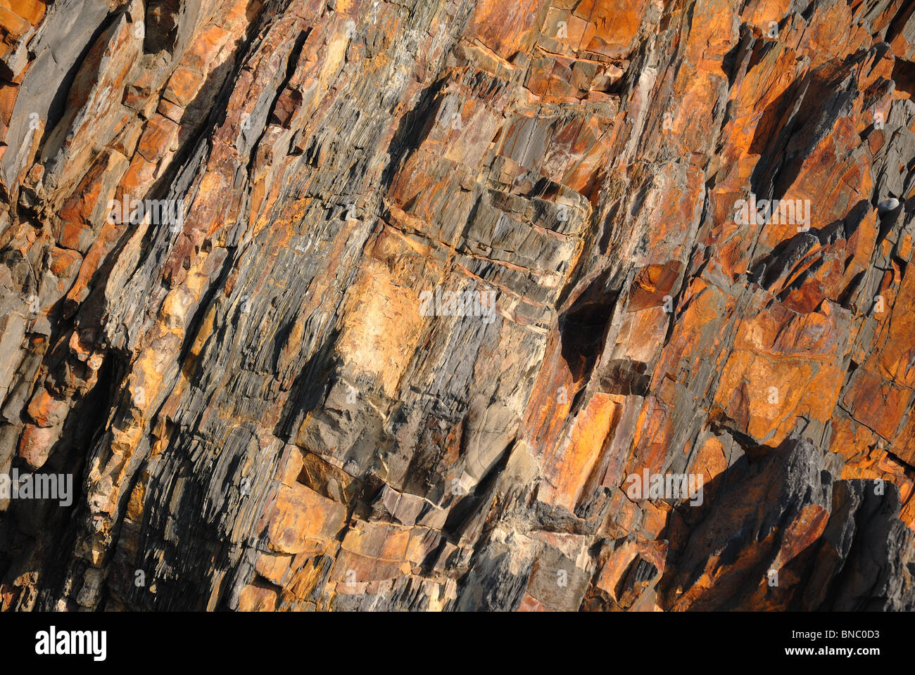 Close up di bande di Giallo bruno la formazione di roccia sulla spiaggia di Devon Foto Stock
