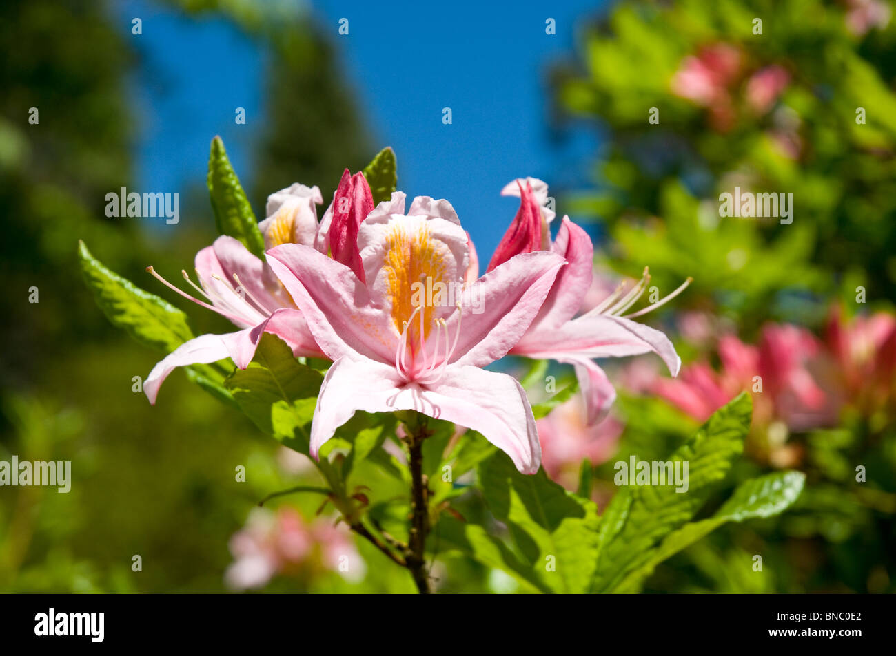 Rosa azalee Benmore Botanic Gardens nr Dunoon Argyll & Bute Scozia Scotland Foto Stock