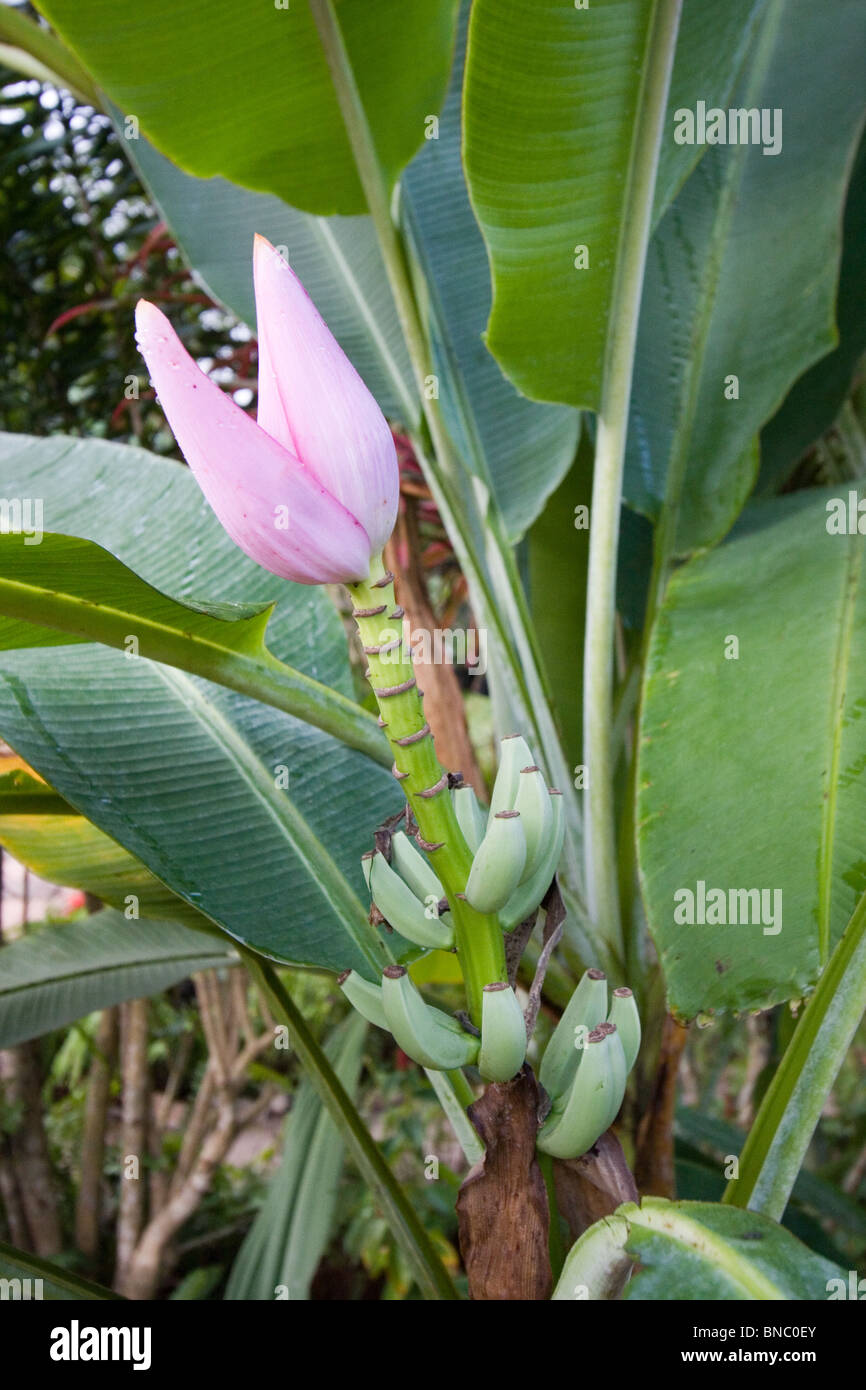 Albero di banana con fiore rosa, Thailandia Foto Stock