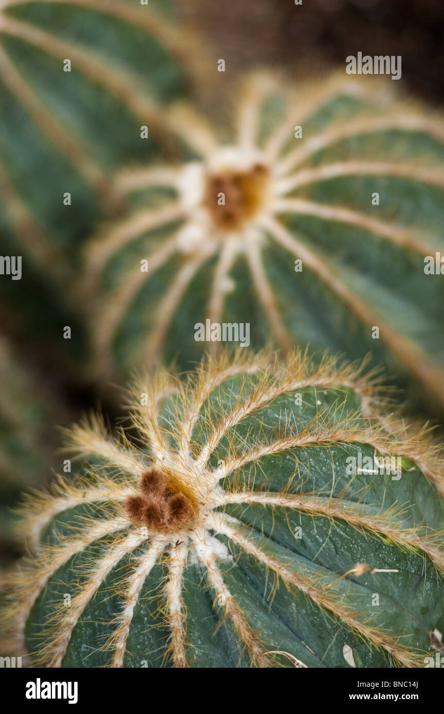 Parodia cactus, Parodia magnifica, cactaceae, Brasile, Uruguay Foto Stock