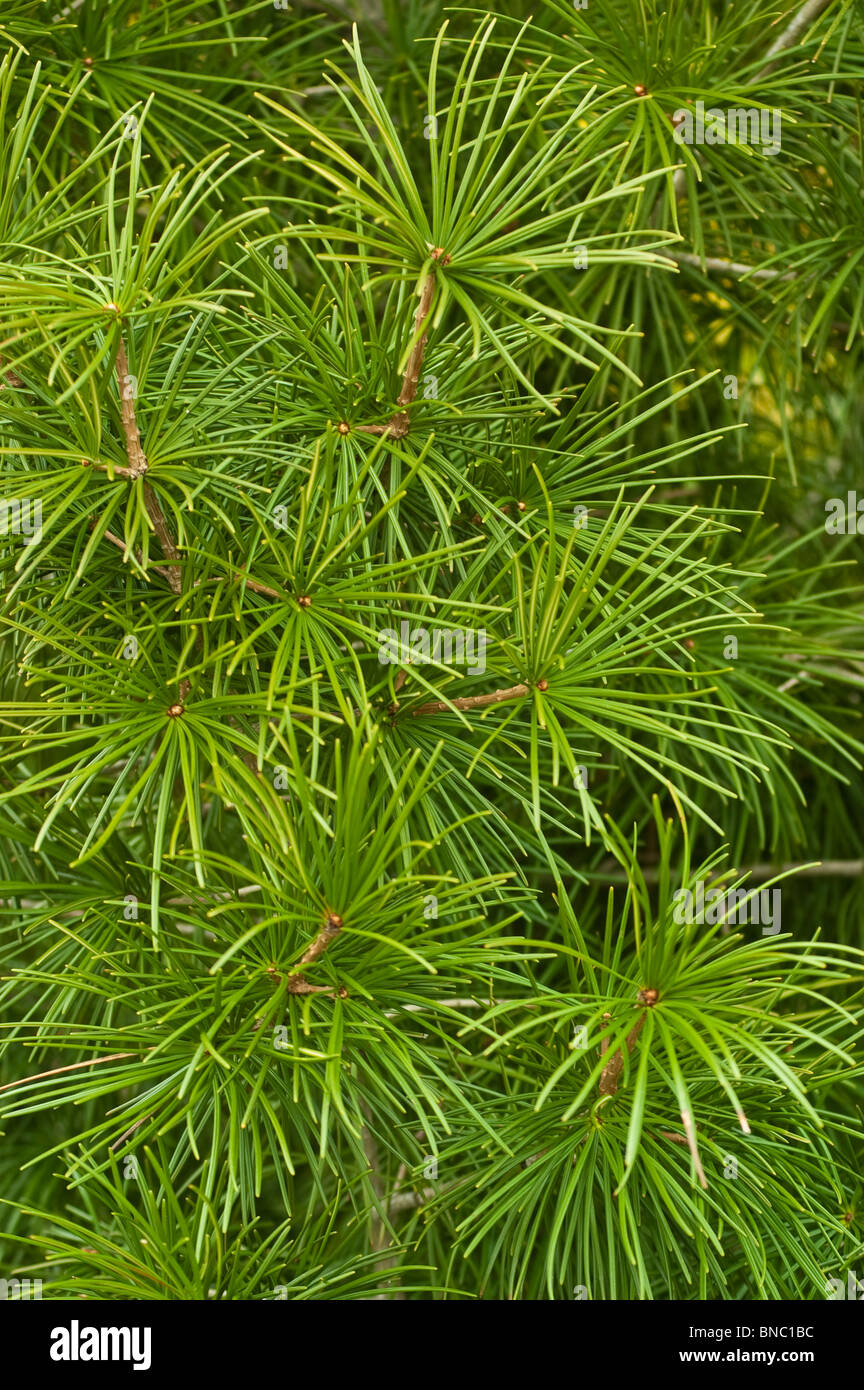 Ombrello giapponese di pino, Sciadopitys verticillata, taxodiaceae, Giappone, Asia Foto Stock