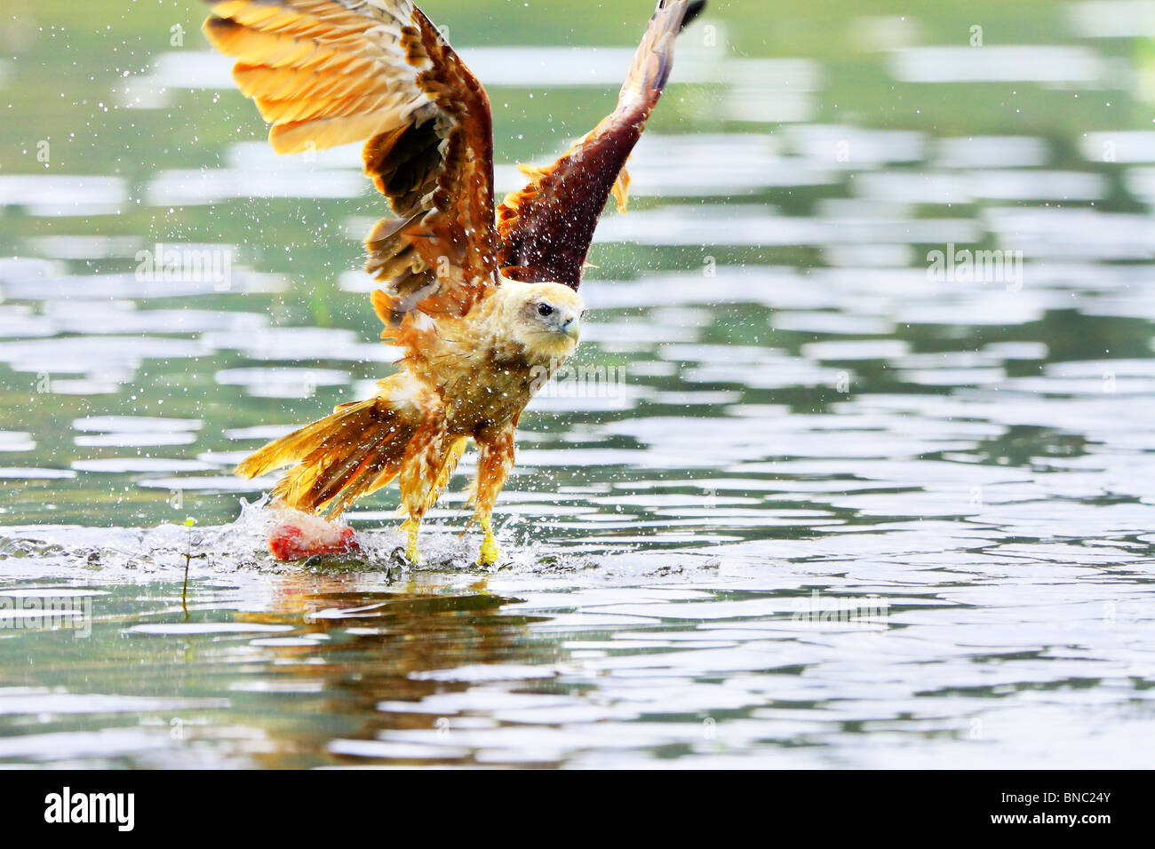 Pesca di Eagle Foto Stock