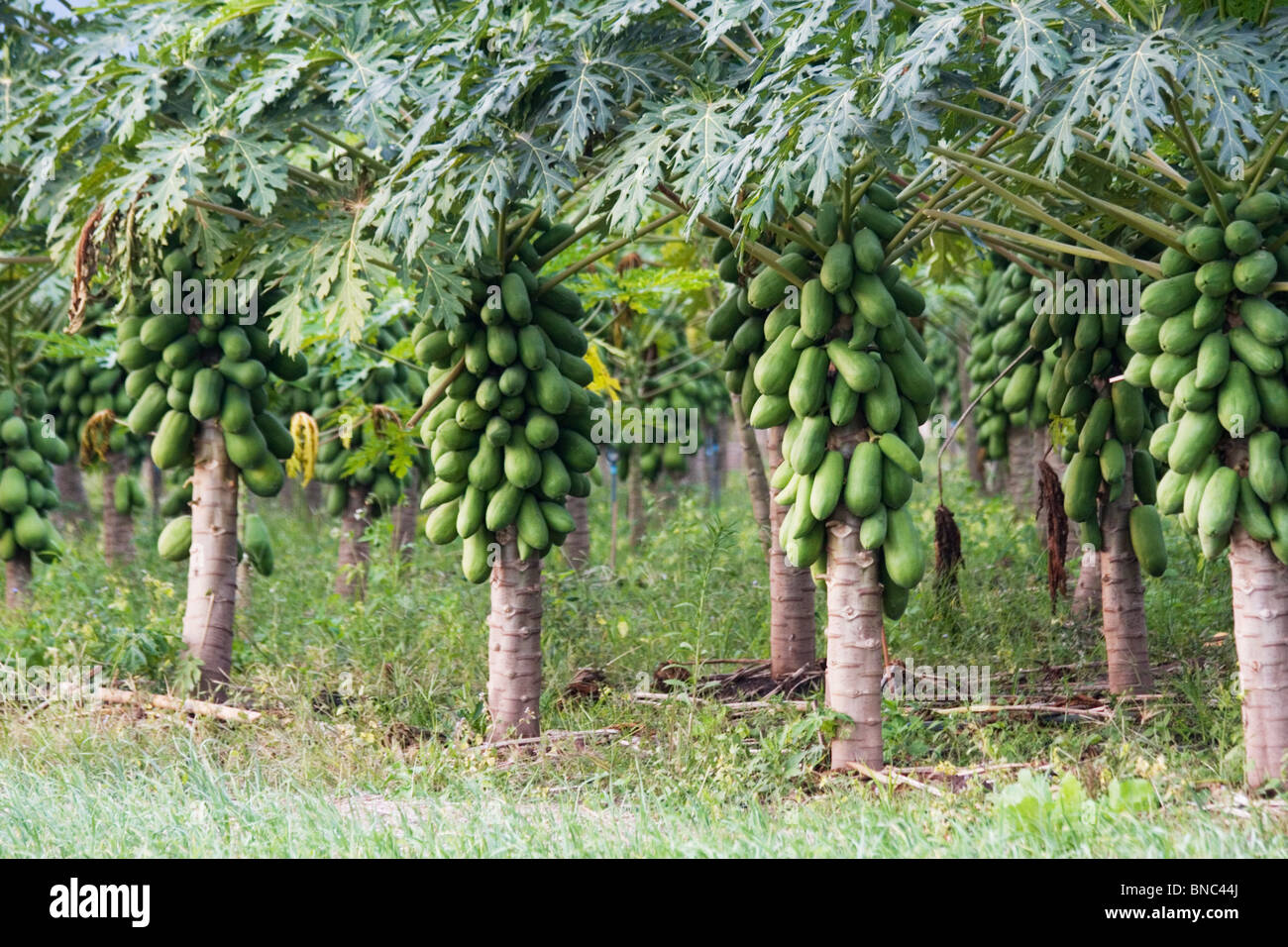 Frutto di papaia (Carica papaya) cresce in una piantagione vicino a Tha Ton, Chiang Mai Provincia, Thailandia Foto Stock