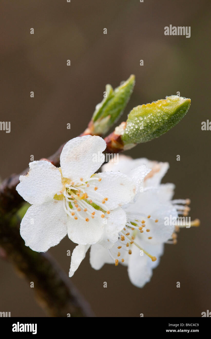 Albero di prugna Fiore; Cornovaglia Foto Stock