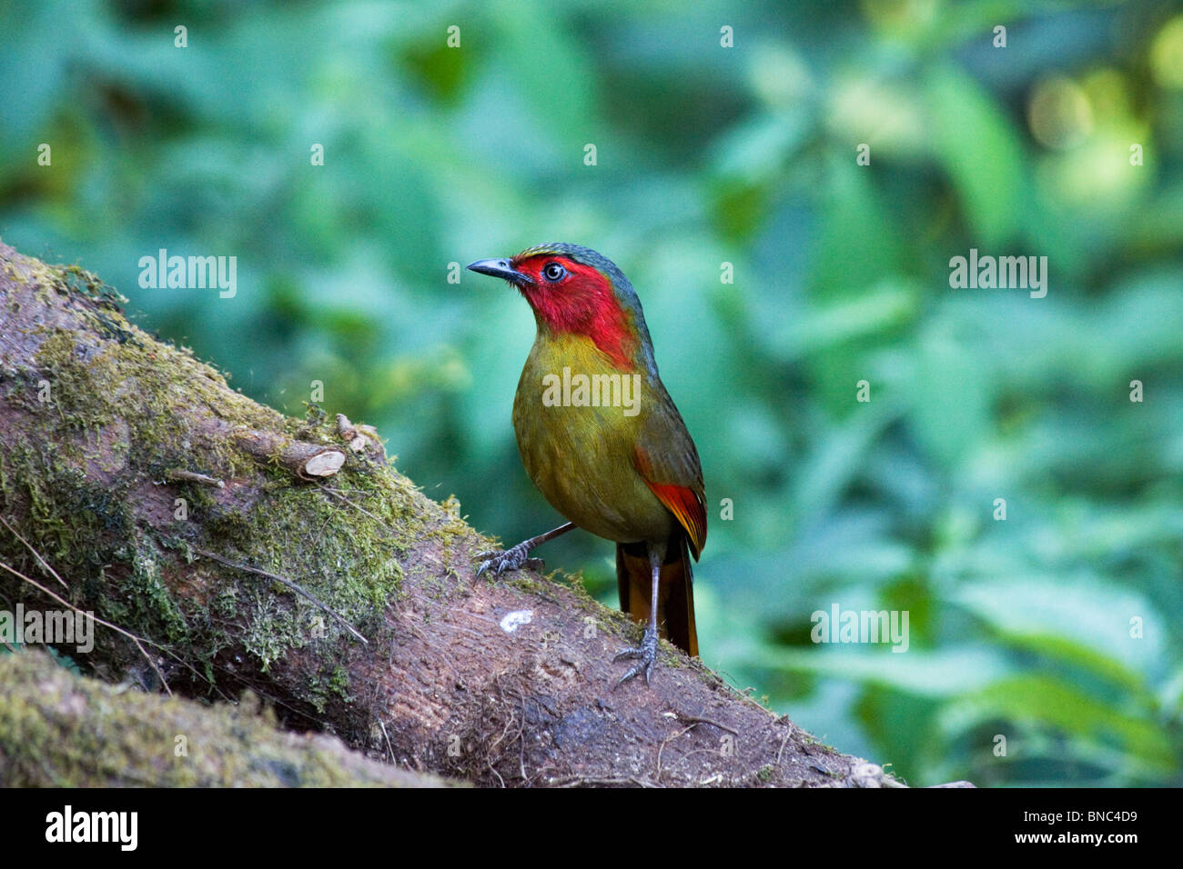 Rosso-di fronte Liocichla (Liocichla phoenicea), il Doi Lang, Thailandia Foto Stock