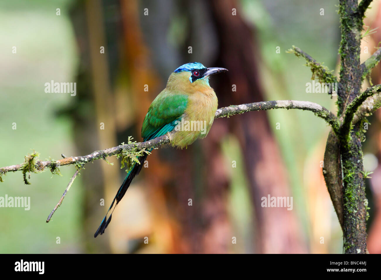 Blu-crowned Motmot Foto Stock