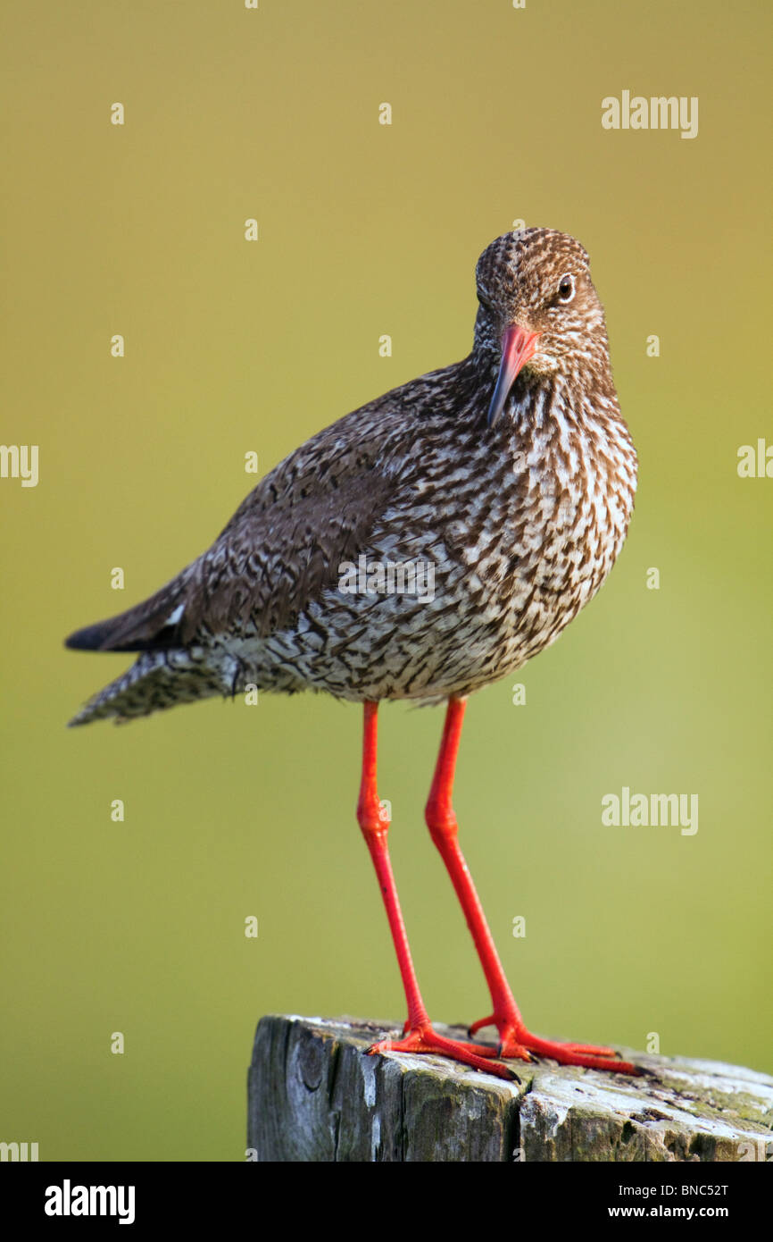 Redshank; Tringa totanus; su un post Foto Stock