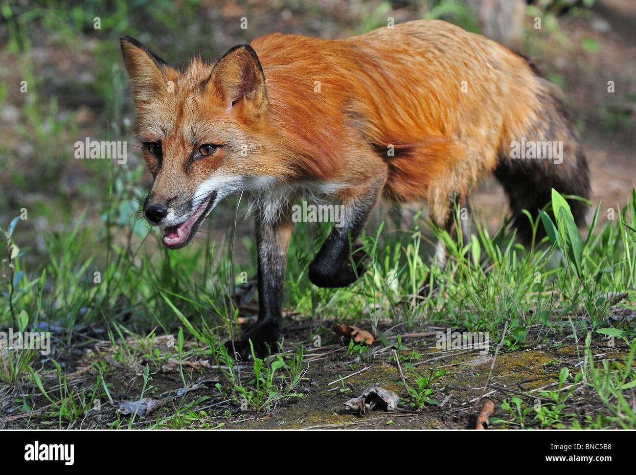 Red Fox in esecuzione attraverso una foresta in primo piano Foto Stock