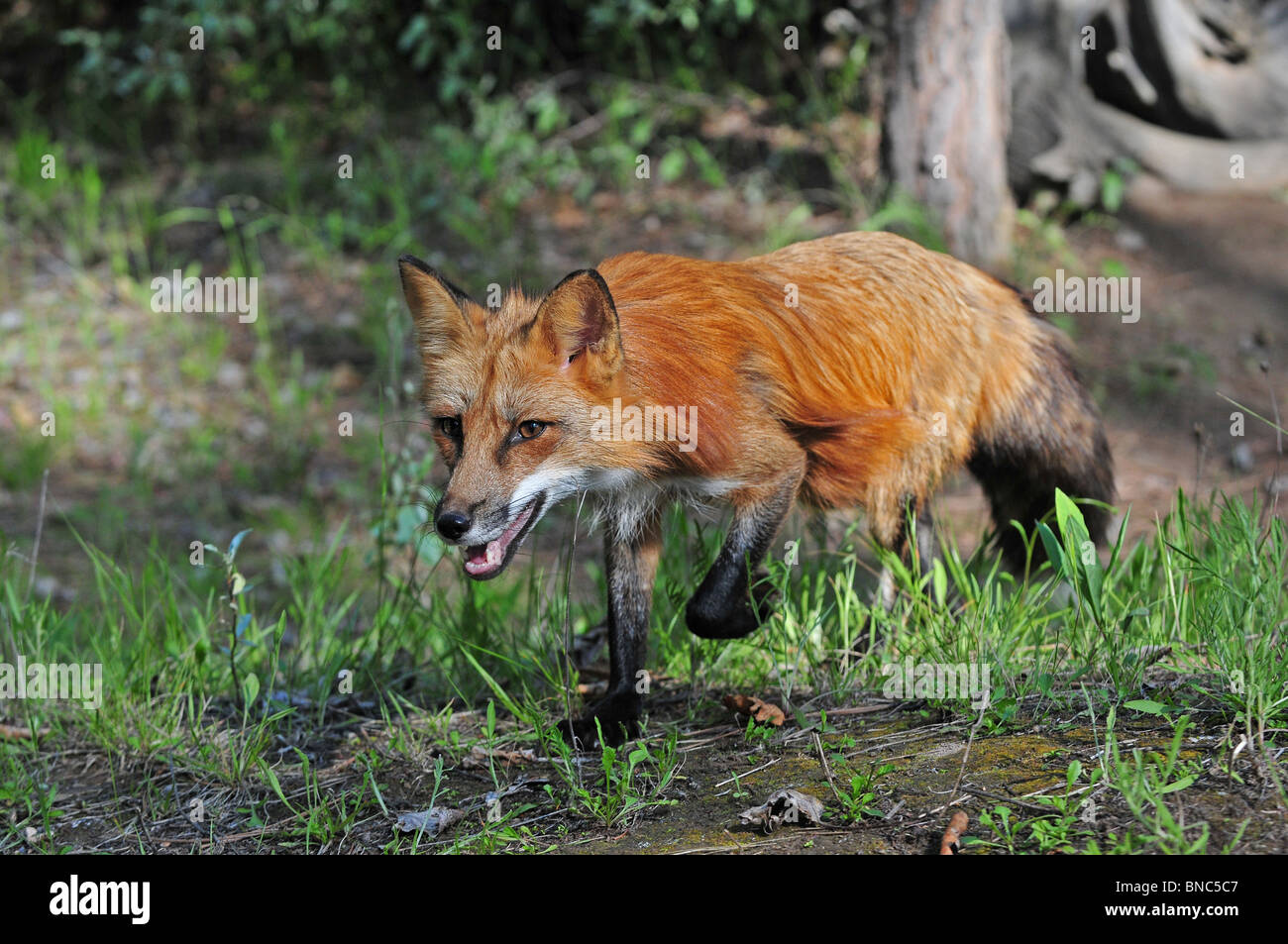 Red Fox in esecuzione attraverso una foresta Foto Stock