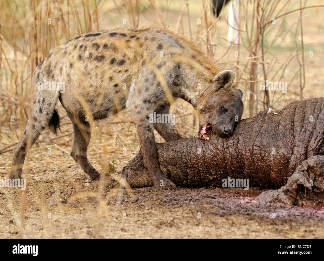 Spotted hyena (Crocuta crocuta) alimentazione sul tronco di elefante africano (Loxodonta africana), Sud Luangwa National Park, Zambia Foto Stock