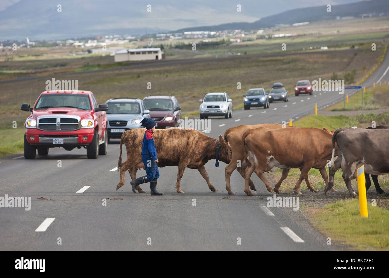 Giovane ragazzo vacche in movimento attraverso la Route 1, National Highway, Akureyri, Islanda Foto Stock