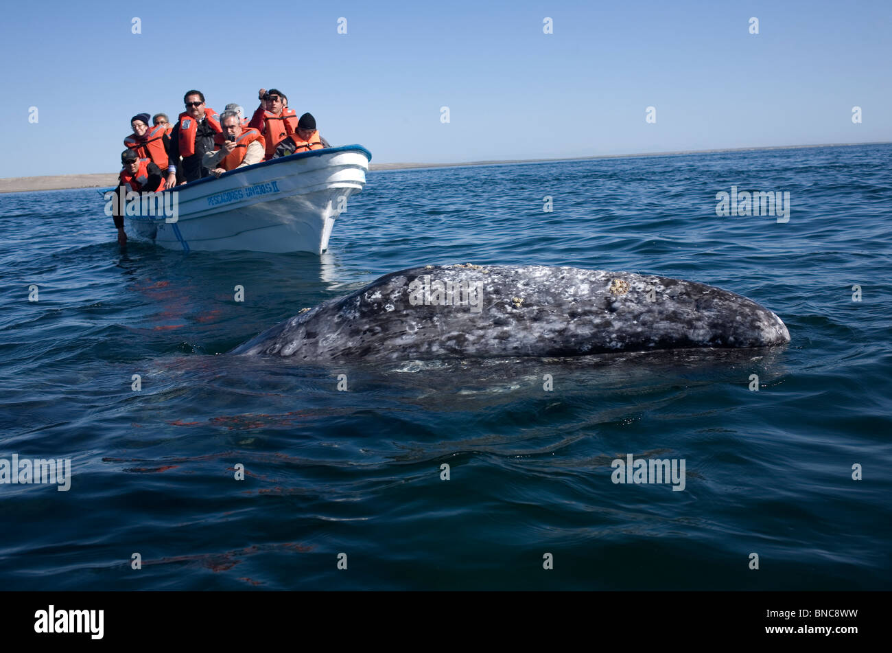 I turisti guardano una balena grigia in Ojo de Liebre laguna vicino la città di Guerrero Negro in Messico meridionale della Baja California State Foto Stock
