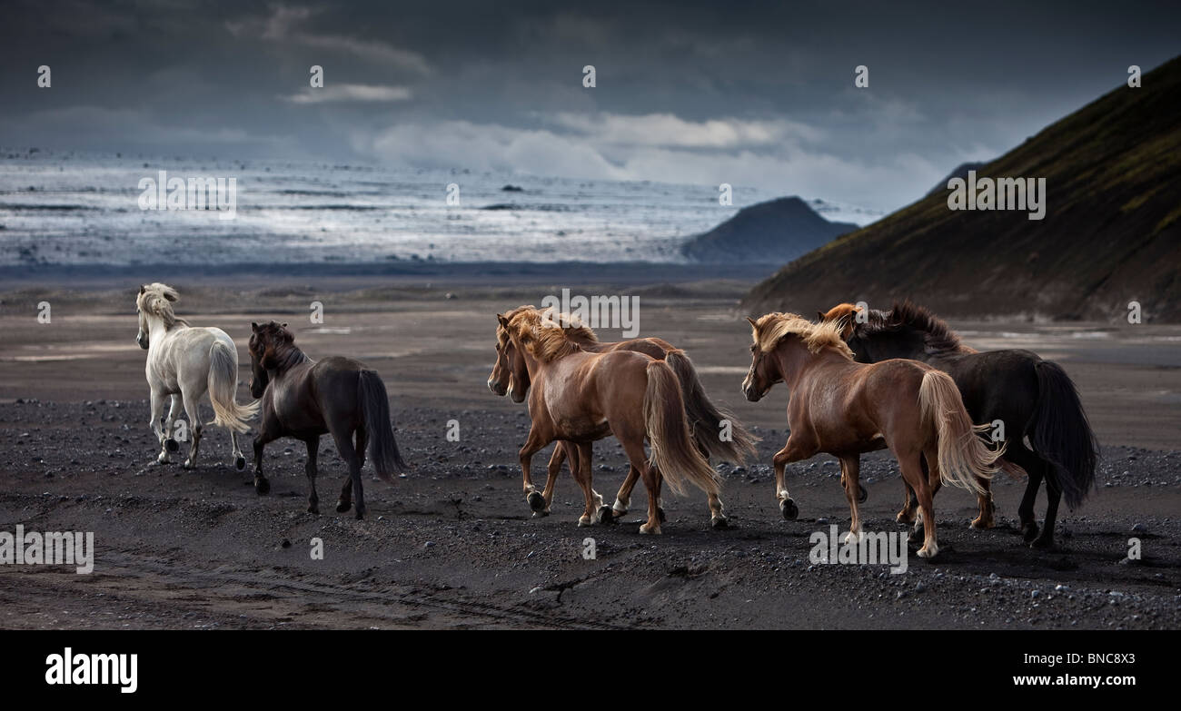 Lo spostamento dell'allevamento di cavalli islandesi sulle sabbie nere di Maelifellssandi, ghiacciaio Myrdalsjokull, Islanda Foto Stock